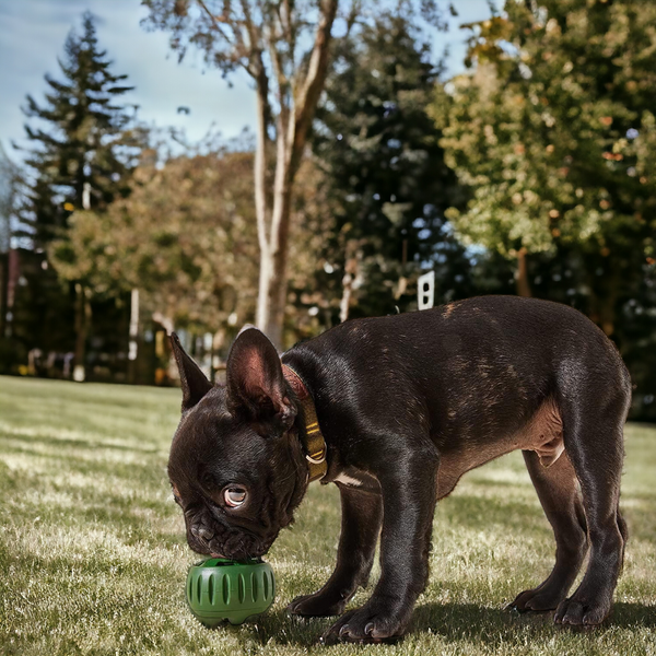 Pet Pupsicle - Dogs’ Top Choice Toy 🐾